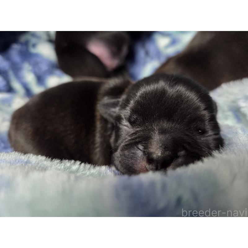 販売中の埼玉県のミックス犬-454761の3枚目