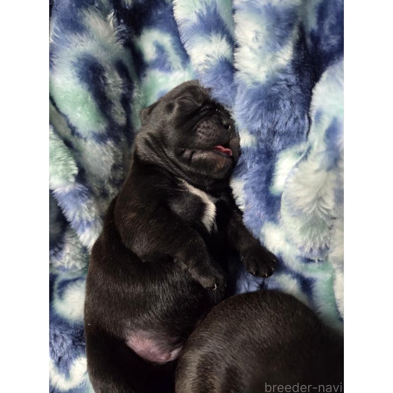 販売中の埼玉県のミックス犬-454761の2枚目