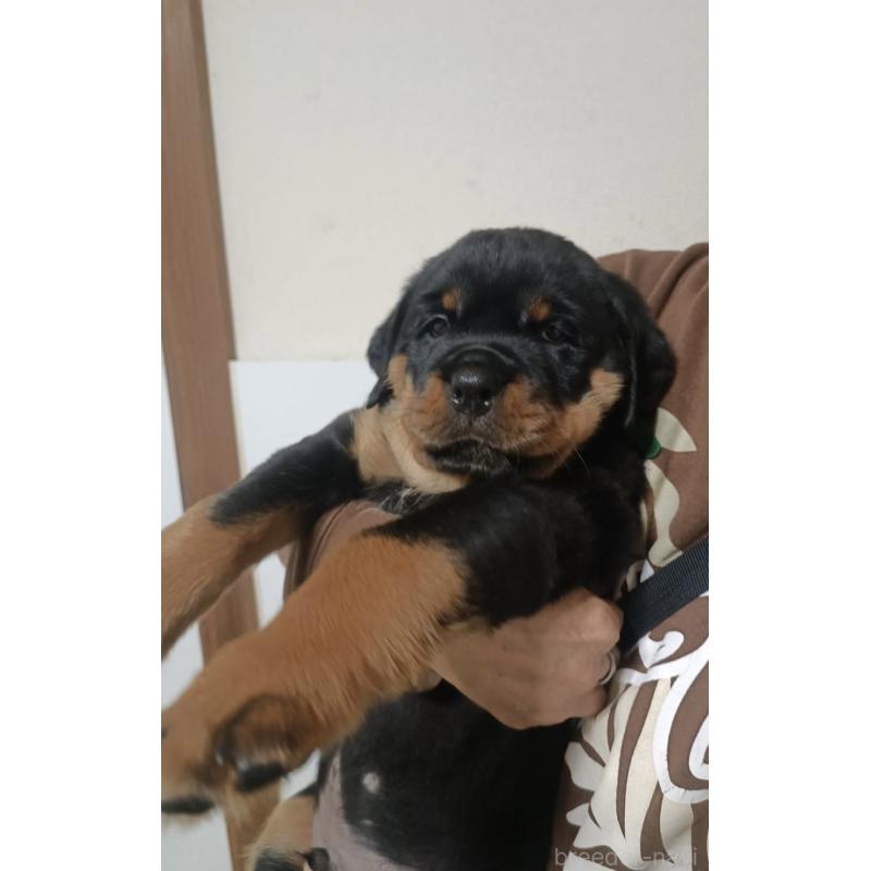 販売中の神奈川県のロットワイラー-454816の2枚目