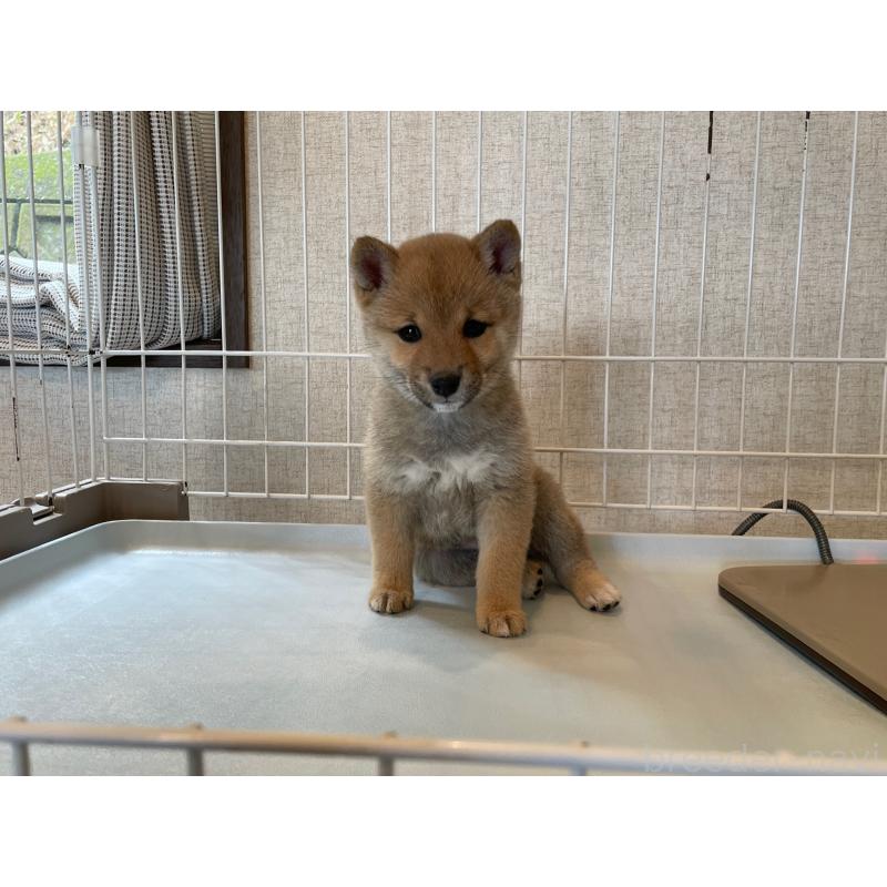 販売中の兵庫県の豆柴-454763の5枚目