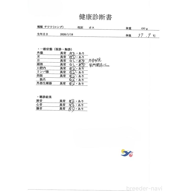 販売中の群馬県のチワワ(ロングコート)-454764の4枚目