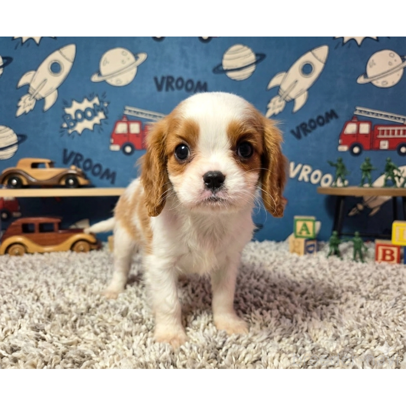 販売中の静岡県のキャバリアキングチャールズスパニエル-450122
