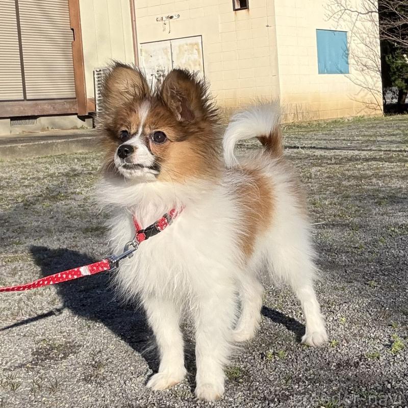 販売中の千葉県のパピヨン-454769の5枚目