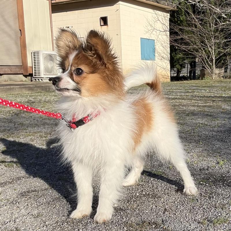 販売中の千葉県のパピヨン-454769の4枚目