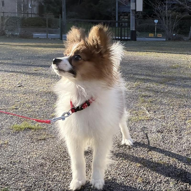 販売中の千葉県のパピヨン-454769の2枚目