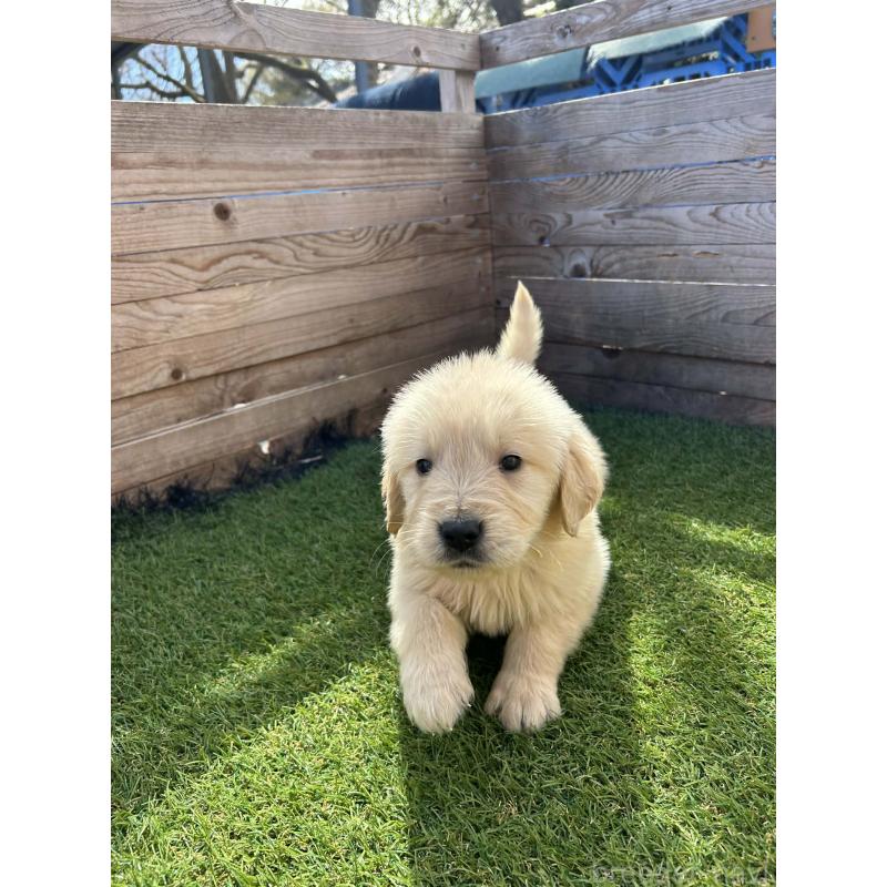 販売中の静岡県のゴールデンレトリーバー-454781の5枚目