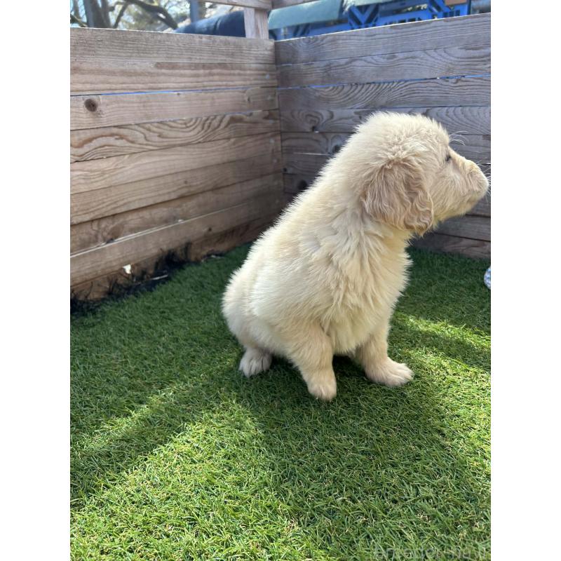 販売中の静岡県のゴールデンレトリーバー-454781の4枚目