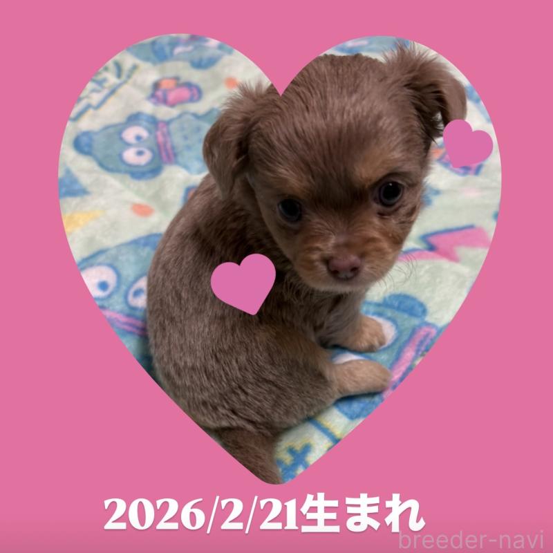 販売中の静岡県のチワワ(ロングコート)-453785