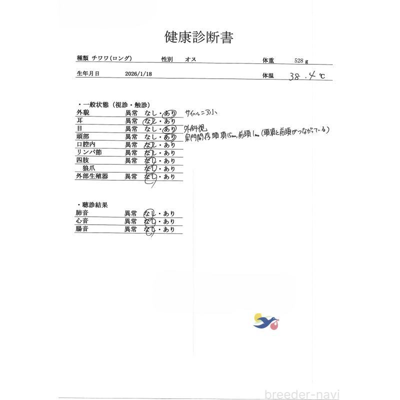 販売中の群馬県のチワワ(ロングコート)-454774の4枚目