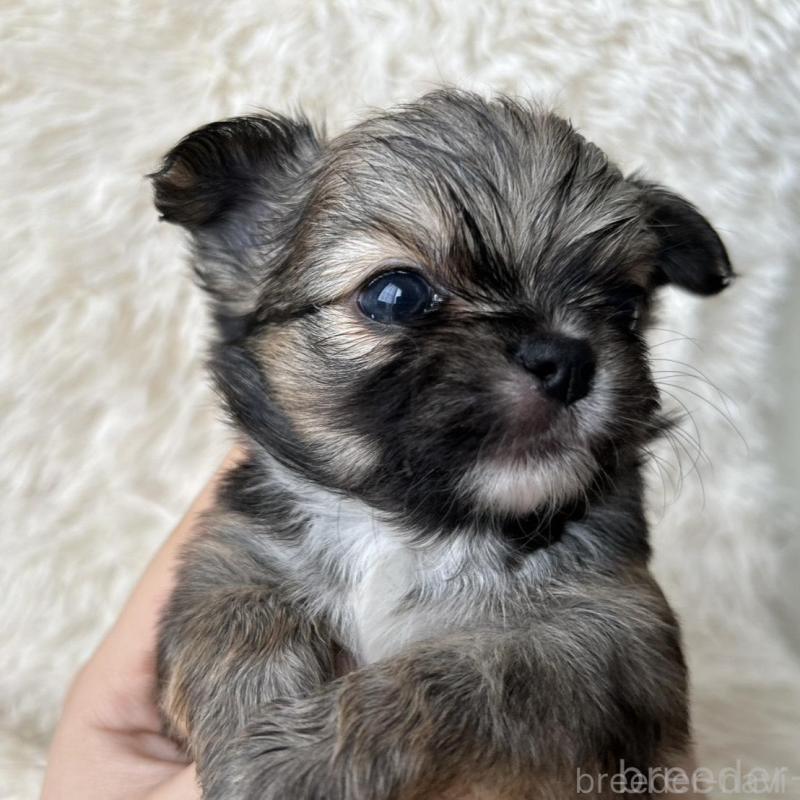 販売中の福岡県のチワワ(ロングコート)-454775の5枚目