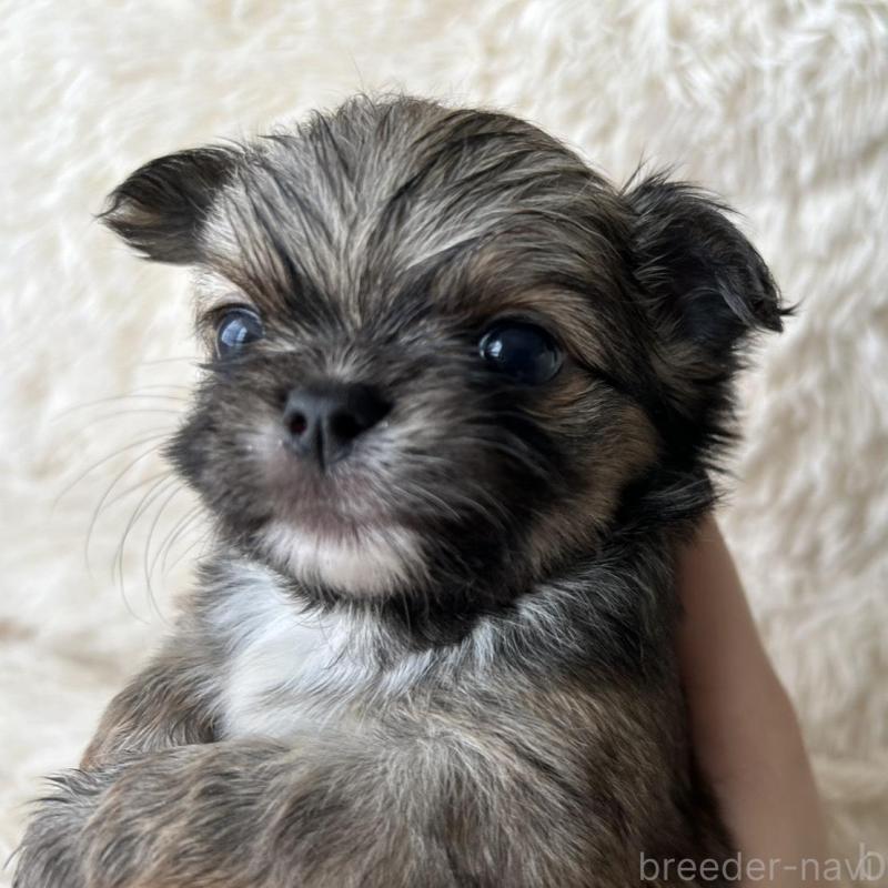 販売中の福岡県のチワワ(ロングコート)-454775の4枚目