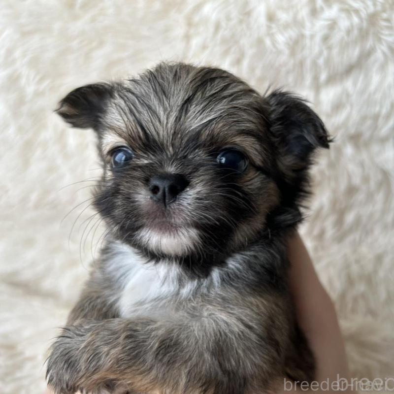 販売中の福岡県のチワワ(ロングコート)-454775の3枚目