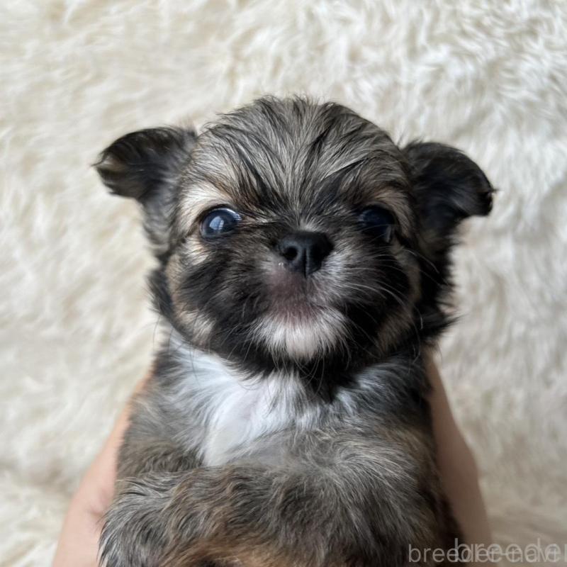 販売中の福岡県のチワワ(ロングコート)-454775の2枚目