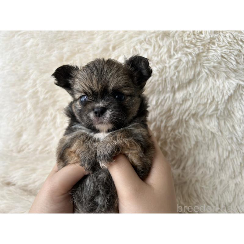 販売中の福岡県のチワワ(ロングコート)-454776の5枚目