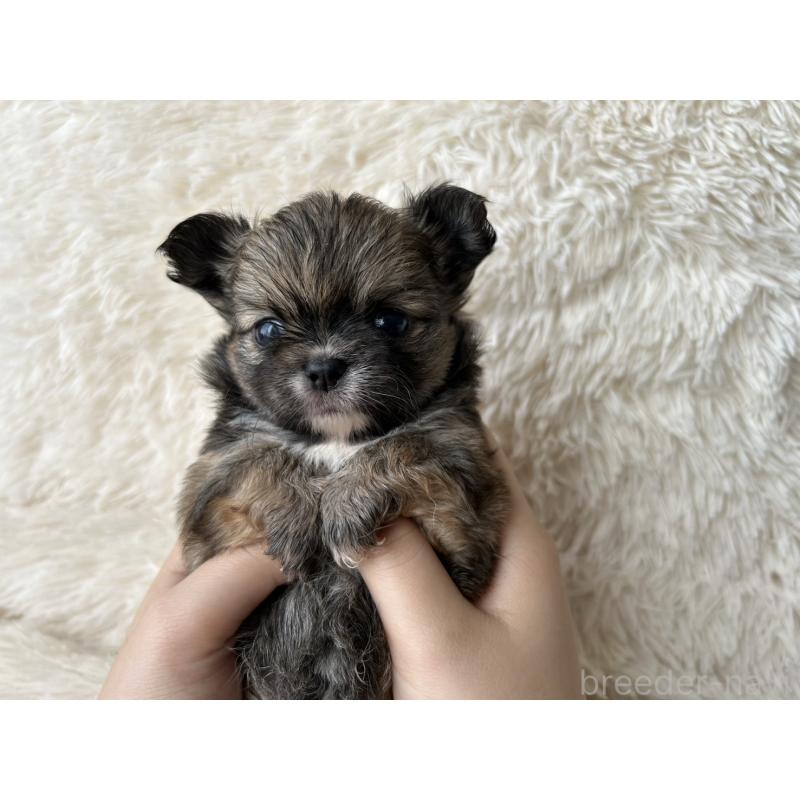 販売中の福岡県のチワワ(ロングコート)-454776の4枚目