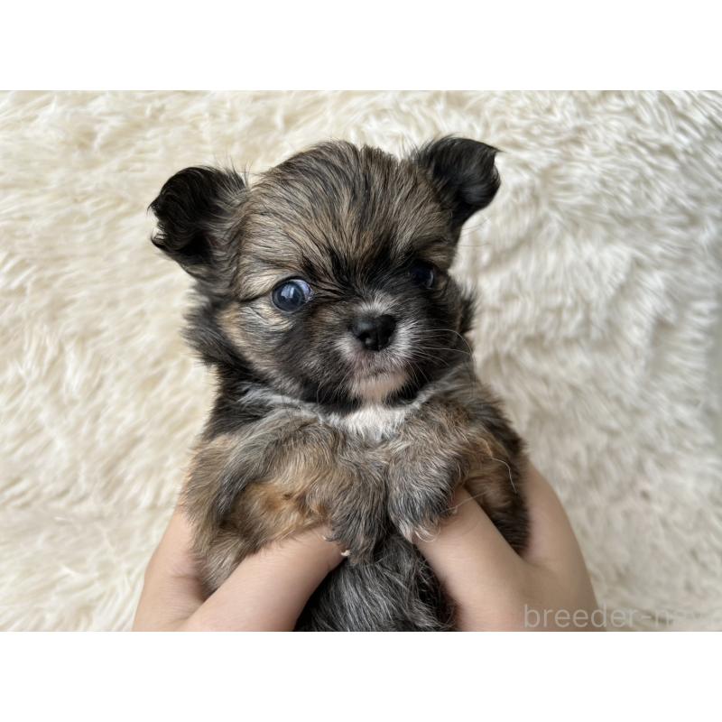 販売中の福岡県のチワワ(ロングコート)-454776の3枚目