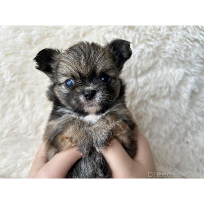 販売中の福岡県のチワワ(ロングコート)-454776の2枚目