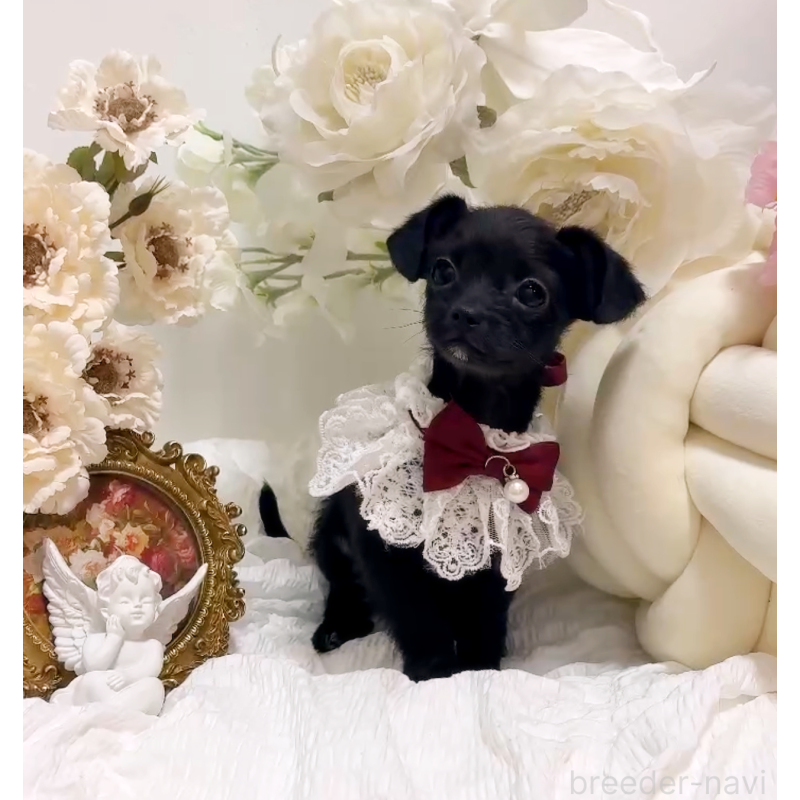 販売中の大阪府のチワプー:チワワ×トイプードル-439148