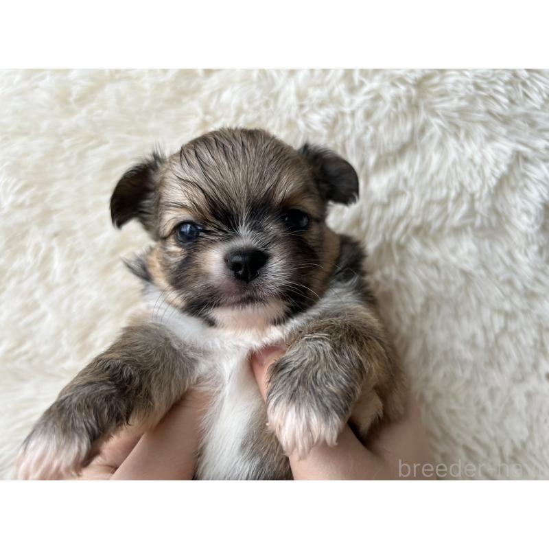 販売中の福岡県のチワワ(ロングコート)-454777の9枚目