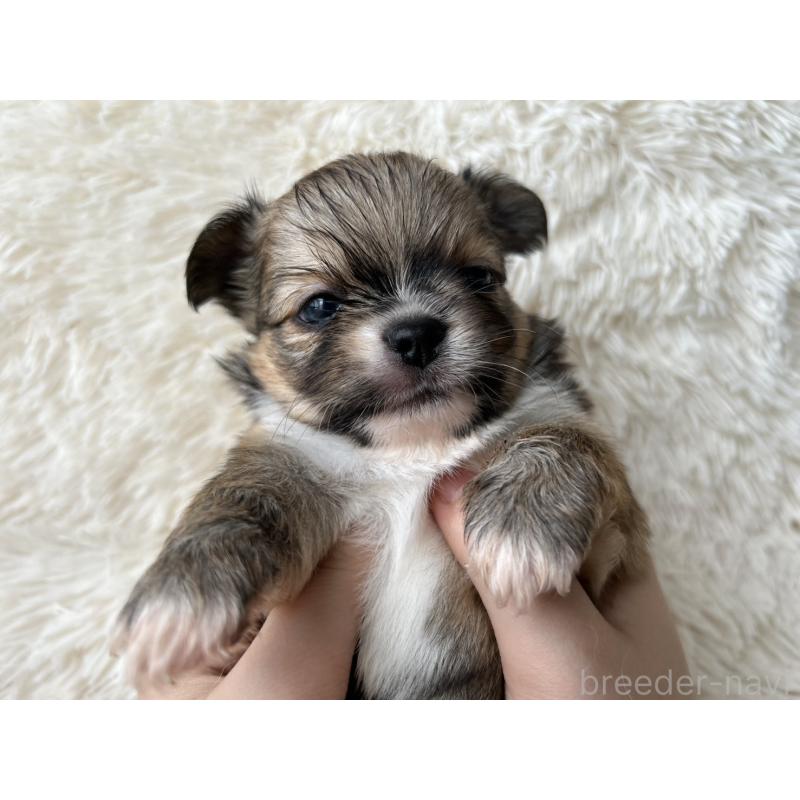 販売中の福岡県のチワワ(ロングコート)-454777の8枚目