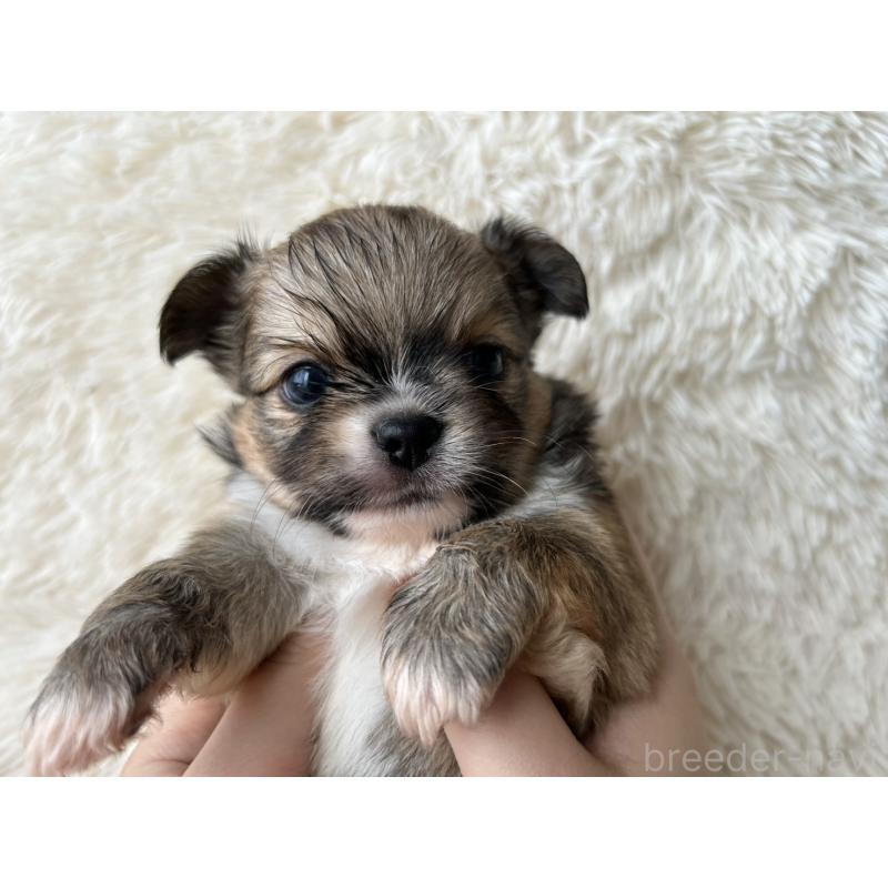 販売中の福岡県のチワワ(ロングコート)-454777の6枚目