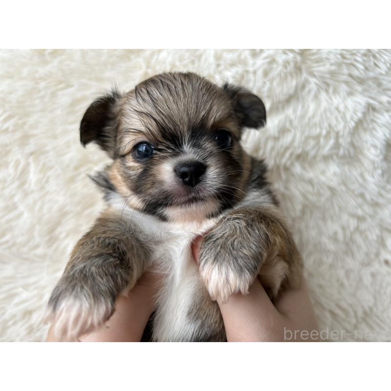 販売中の福岡県のチワワ(ロングコート)-454777の5枚目