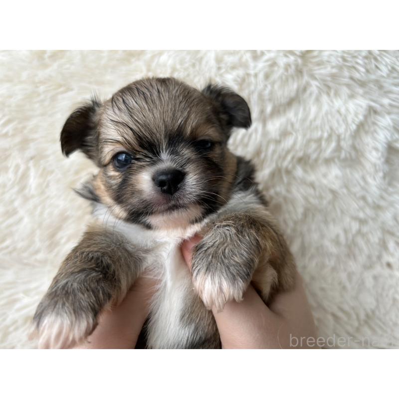 販売中の福岡県のチワワ(ロングコート)-454777の4枚目