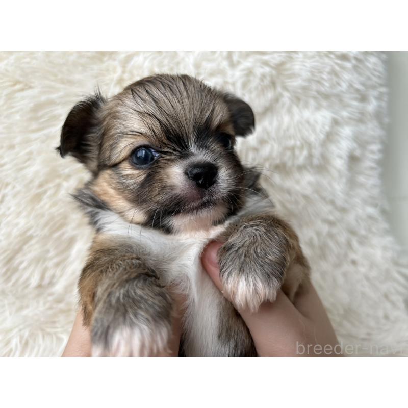 販売中の福岡県のチワワ(ロングコート)-454777の3枚目