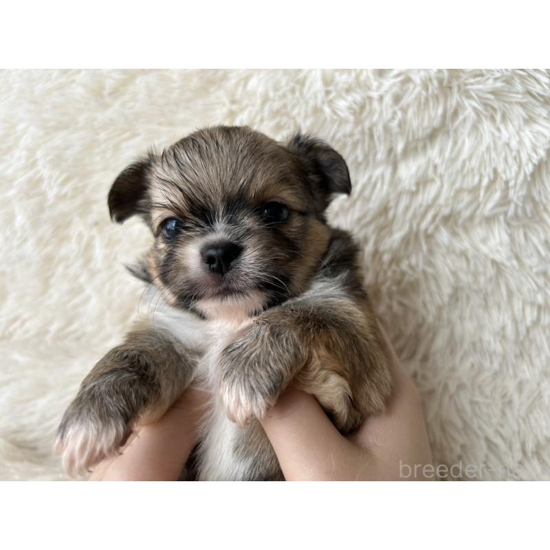 販売中の福岡県のチワワ(ロングコート)-454777の2枚目