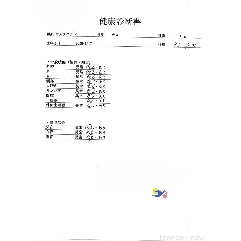 販売中の群馬県のポメラニアン-454778の4枚目