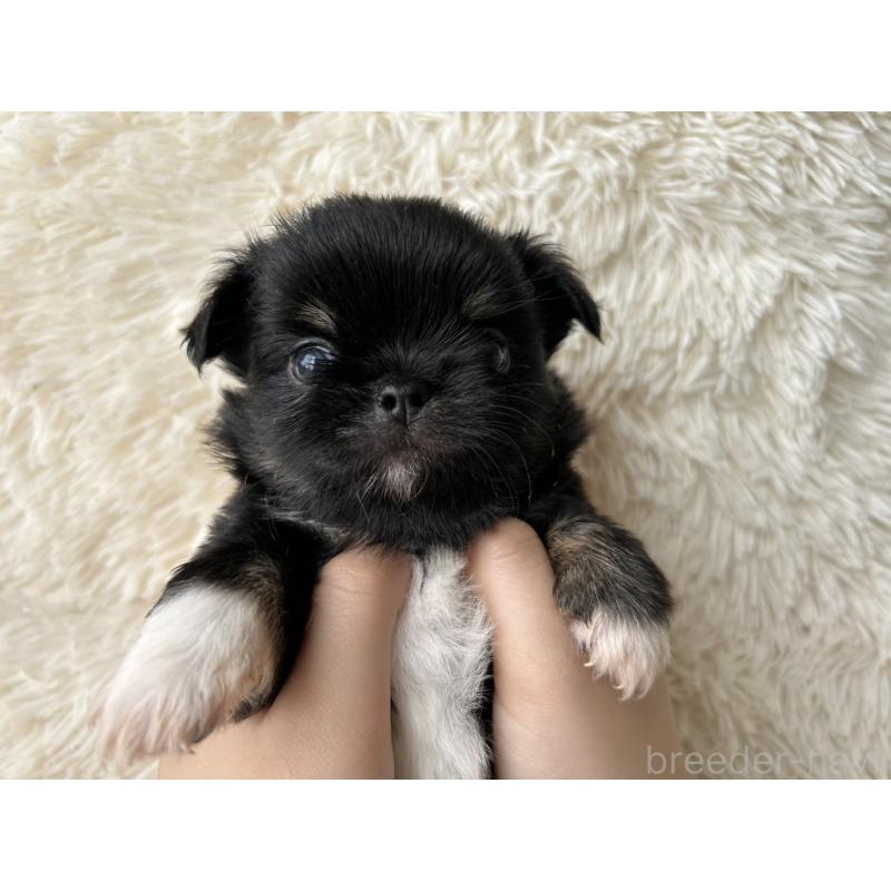 販売中の福岡県のチワワ(ロングコート)-454779の11枚目