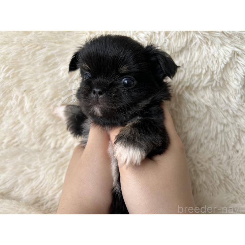 販売中の福岡県のチワワ(ロングコート)-454779の10枚目