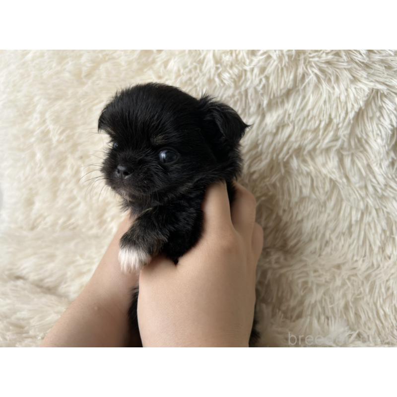 販売中の福岡県のチワワ(ロングコート)-454779の8枚目