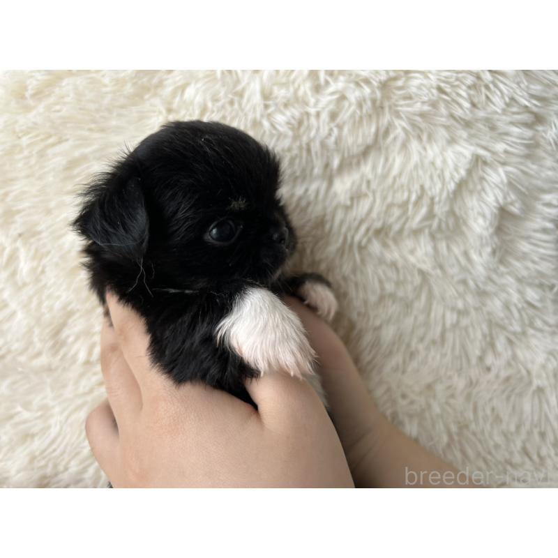 販売中の福岡県のチワワ(ロングコート)-454779の6枚目