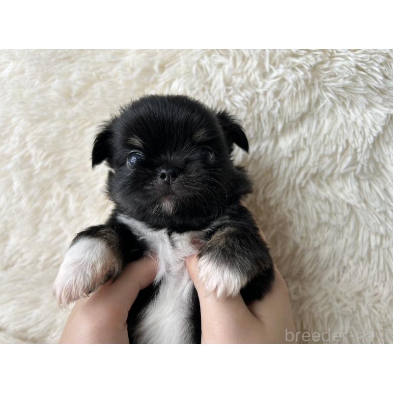 販売中の福岡県のチワワ(ロングコート)-454779の5枚目