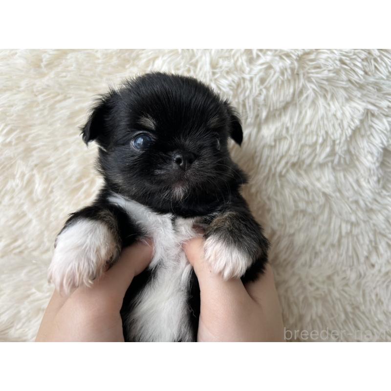 販売中の福岡県のチワワ(ロングコート)-454779の4枚目