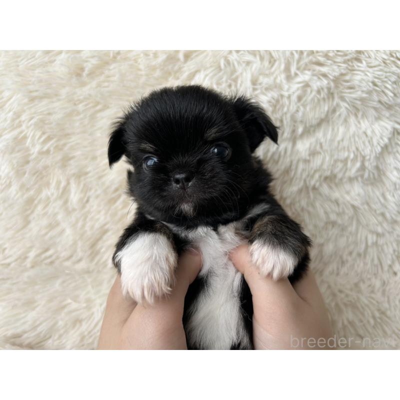 販売中の福岡県のチワワ(ロングコート)-454779の3枚目