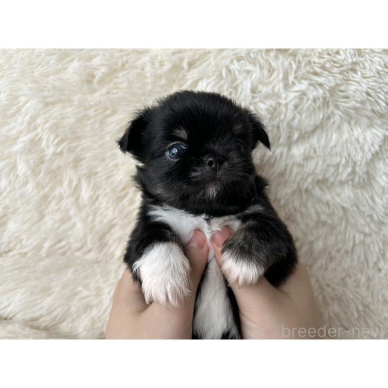 販売中の福岡県のチワワ(ロングコート)-454779の2枚目