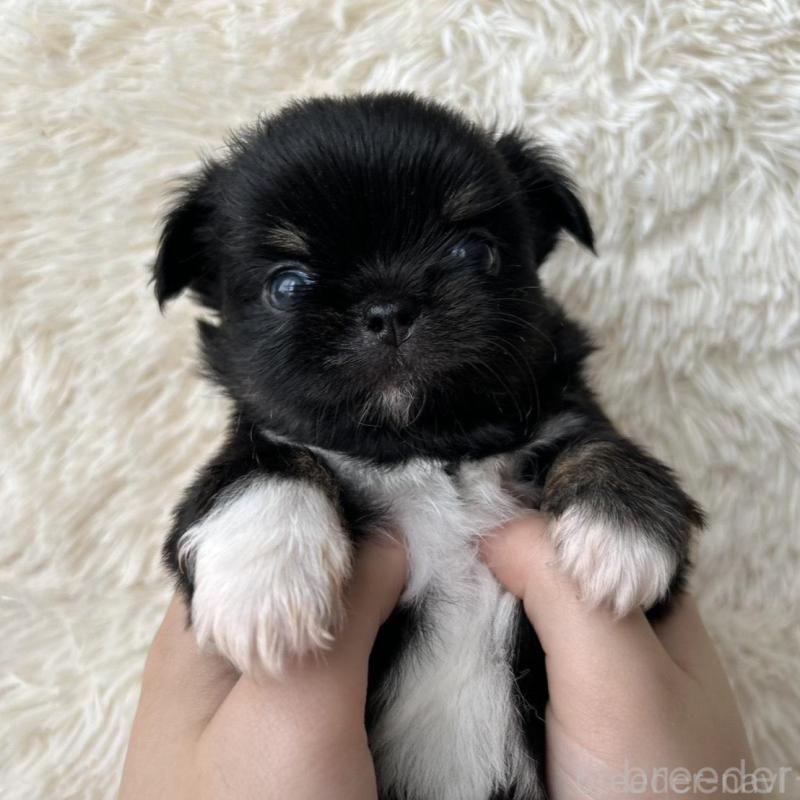 販売中の福岡県のチワワ(ロングコート)-454779