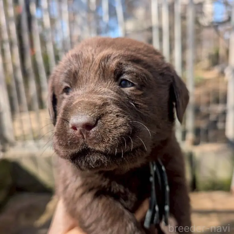 販売中の千葉県のラブラドールレトリーバー-454783の7枚目