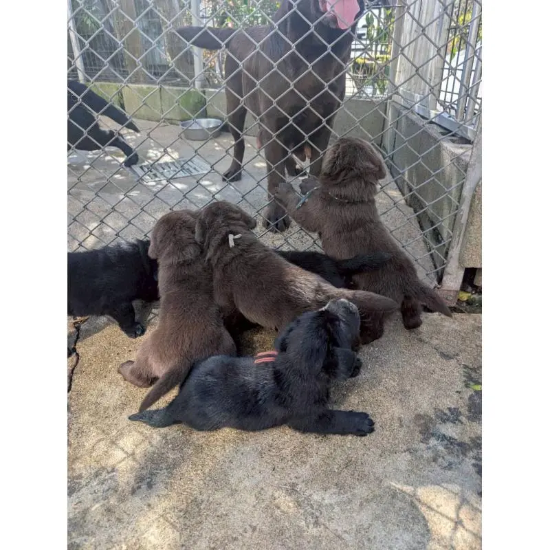 販売中の千葉県のラブラドールレトリーバー-454783の6枚目