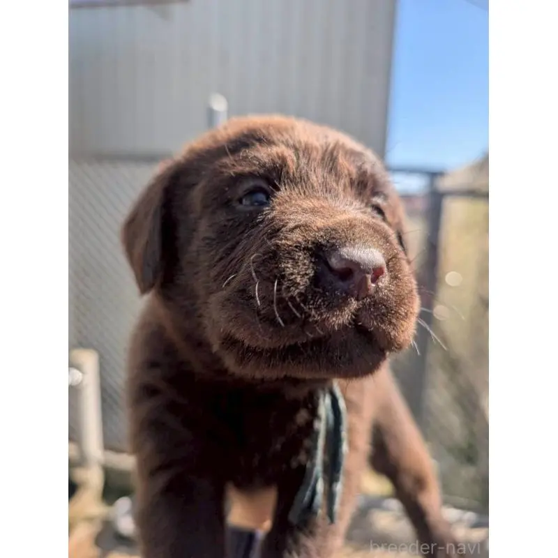 販売中の千葉県のラブラドールレトリーバー-454783の5枚目