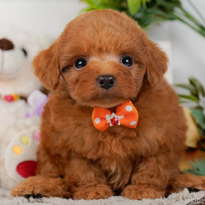 販売中の神奈川県のトイプードル-454265