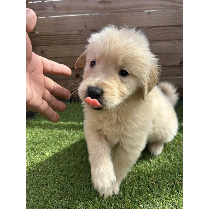 販売中の静岡県のゴールデンレトリーバー-454786の7枚目