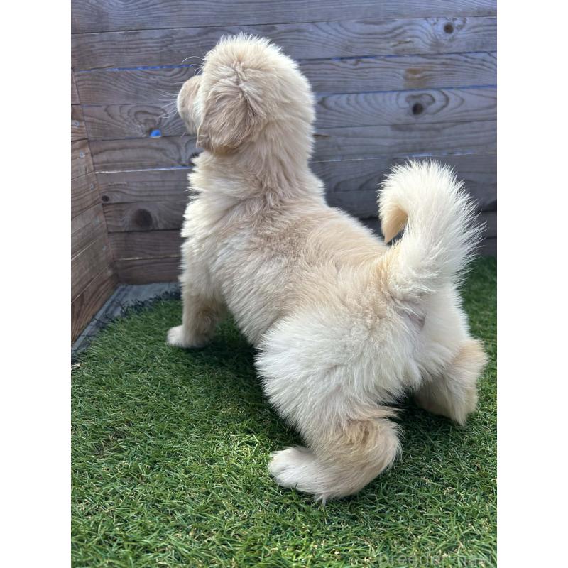 販売中の静岡県のゴールデンレトリーバー-454786の6枚目