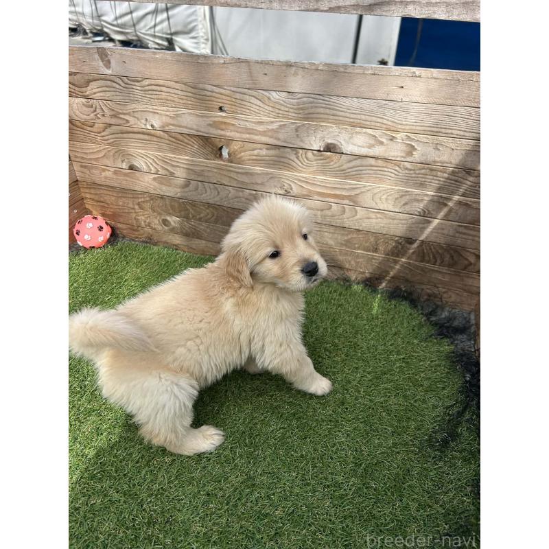 販売中の静岡県のゴールデンレトリーバー-454786の5枚目