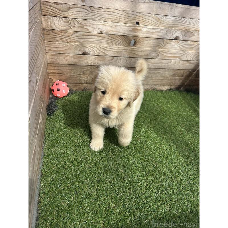 販売中の静岡県のゴールデンレトリーバー-454786の4枚目