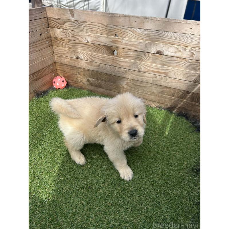 販売中の静岡県のゴールデンレトリーバー-454786の3枚目