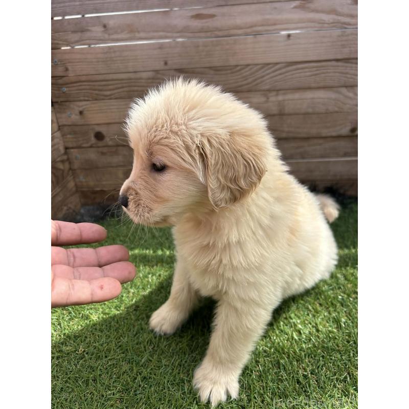 販売中の静岡県のゴールデンレトリーバー-454786の2枚目