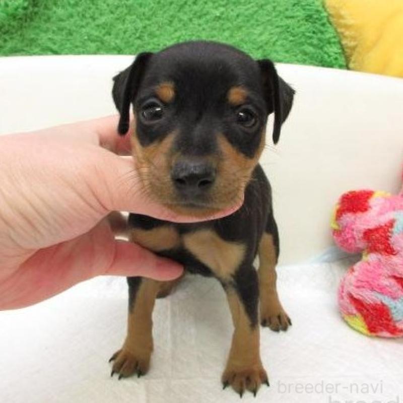 販売中の大阪府のミニチュアピンシャー(ミニピン)-454784の2枚目